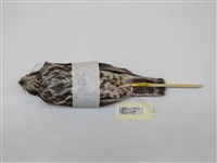 藏品(褐鷹鴞)的圖片